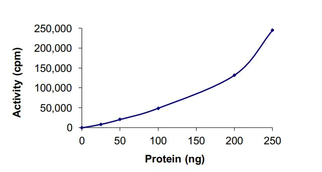 Functional Studies - Recombinant mouse IKK beta protein (Active) (AB268658)