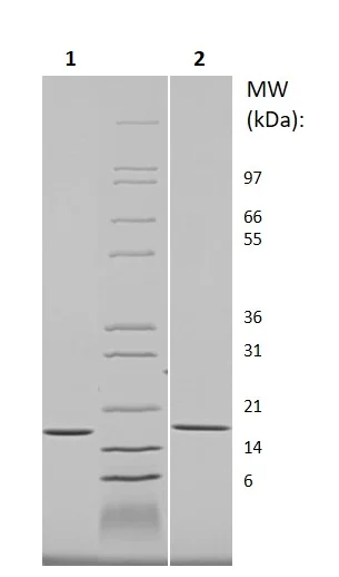 SDS-PAGE - Recombinant mouse IL-1 alpha protein (Active) (AB256050)