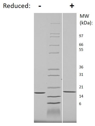 Recombinant mouse IL-1 alpha protein (Active)