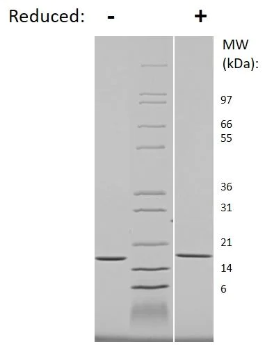 SDS-PAGE - Recombinant mouse IL-1 alpha protein (Active) (AB269195)
