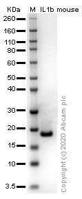 SDS-PAGE - Recombinant mouse IL-1 beta protein (Active) (AB259421), expandable thumbnail