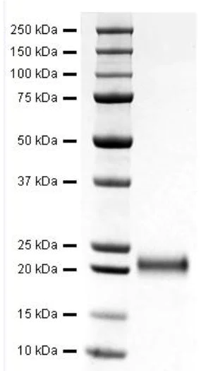 SDS-PAGE - Recombinant mouse IL-10 protein (Active) (AB281800)