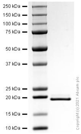 SDS-PAGE - Recombinant mouse IL-11 protein (Active) (AB281802), expandable thumbnail