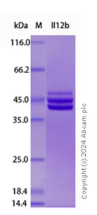 SDS-PAGE - Recombinant Mouse IL-12 p40 Protein Standard (His tag) (AB316398)