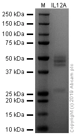 SDS-PAGE - Recombinant mouse IL-12 protein (Active) (AB259419)
