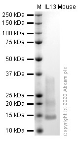 SDS-PAGE - Recombinant mouse IL-13 protein (Active) (AB270080), expandable thumbnail