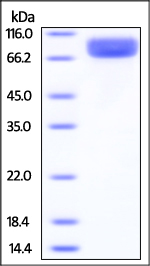 SDS-PAGE - Recombinant Mouse IL-13 receptor alpha 1 protein (Fc Chimera) (AB221227), expandable thumbnail