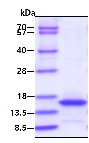 SDS-PAGE - Recombinant mouse IL-15 protein (Active) (AB264456)