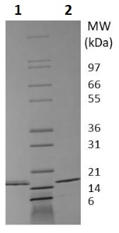 SDS-PAGE - Recombinant mouse IL-16 protein (Active) (AB256040), expandable thumbnail