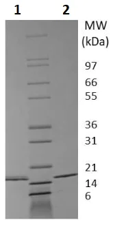SDS-PAGE - Recombinant mouse IL-16 protein (Active) (AB256040)