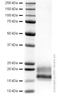 SDS-PAGE - Recombinant mouse IL-17A protein (Active) (AB281805)