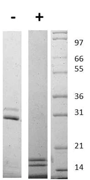 Western blot - Recombinant mouse IL-17AF protein (AB109674)