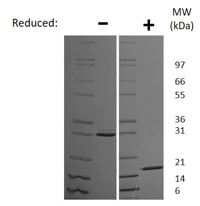 SDS-PAGE - Recombinant mouse IL-17F protein (Active) (AB269190)