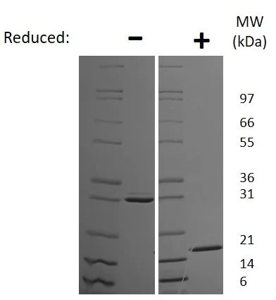SDS-PAGE - Recombinant mouse IL-17F protein (Animal Free) (AB207953)