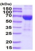 SDS-PAGE - Recombinant Mouse IL-17RB protein (Fc Chimera His Tag) (AB222948), expandable thumbnail