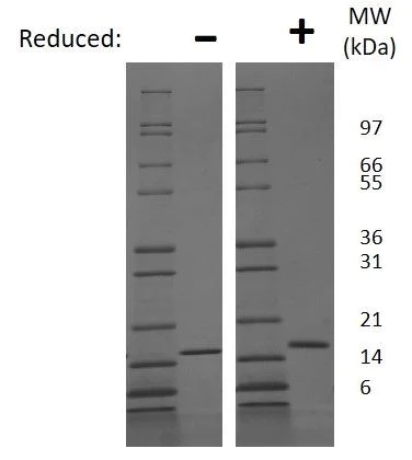 SDS-PAGE - Recombinant Mouse IL-19 protein (AB269192)