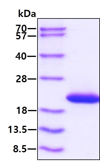 SDS-PAGE - Recombinant mouse IL-1ra/IL-1F3 protein (Active) (AB264457), expandable thumbnail