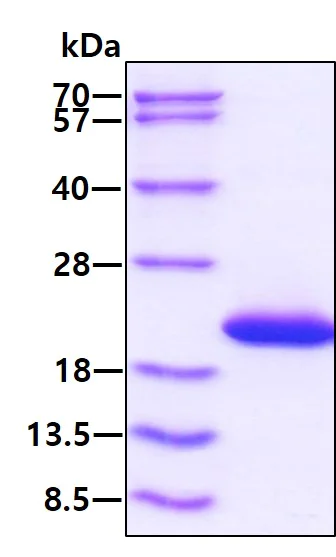 SDS-PAGE - Recombinant mouse IL-1ra/IL-1F3 protein (Active) (His tag N-Terminus) (AB264457)