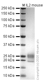 SDS-PAGE - Recombinant mouse IL-2 protein (Active) (AB259380), expandable thumbnail