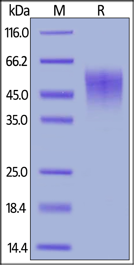 Recombinant mouse IL-2 Receptor alpha protein (Active)