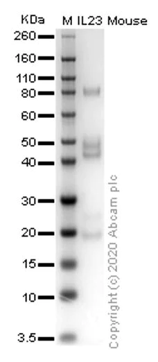 SDS-PAGE - Recombinant mouse IL-23 protein (Active) (AB259423)