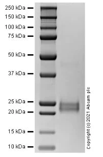 SDS-PAGE - Recombinant Mouse IL-25 protein (AB283480)