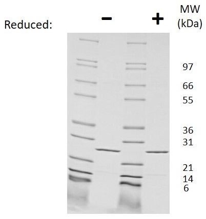 SDS-PAGE - Recombinant Mouse IL-27-A protein (AB269237)