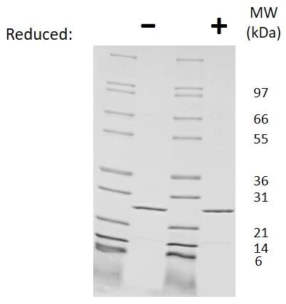 SDS-PAGE - Recombinant Mouse IL-27-A protein (AB269237)