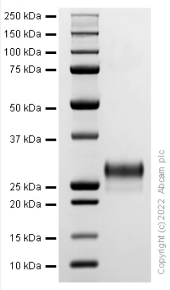 SDS-PAGE - Recombinant Mouse IL-28A Protein (Active) (AB290110)