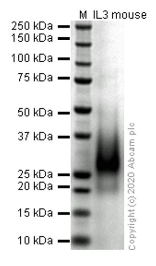 SDS-PAGE - Recombinant mouse IL-3 protein (Active) (AB259405)