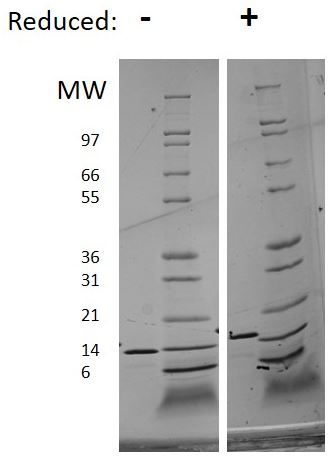 Recombinant mouse IL-3 protein (Active)