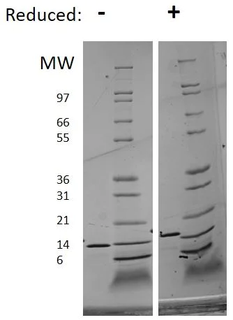 SDS-PAGE - Recombinant mouse IL-3 protein (Active) (AB269177)