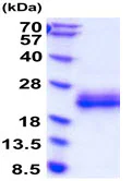 SDS-PAGE - Recombinant mouse IL-3 protein (AB208310)