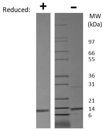 SDS-PAGE - Recombinant mouse IL-31 protein (AB119155)