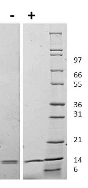 Western blot - Recombinant mouse IL-31 protein (AB119155)