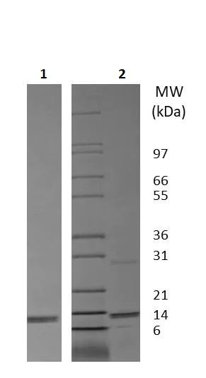 SDS-PAGE - Recombinant Mouse IL-31 protein (AB256058)