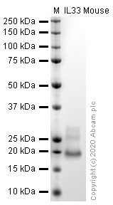 SDS-PAGE - Recombinant mouse IL-33 protein (Active) (AB270066), expandable thumbnail