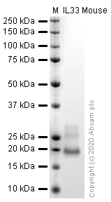 SDS-PAGE - Recombinant mouse IL-33 protein (Active) (AB270066)