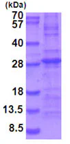 SDS-PAGE - Recombinant Mouse IL-34 protein (denatured) (His tag N-Terminus) (AB202163)
