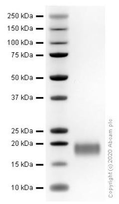SDS-PAGE - Recombinant mouse IL-4 protein (Active) (AB259406), expandable thumbnail