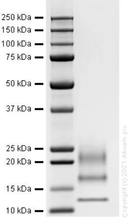 SDS-PAGE - Recombinant mouse IL-5 protein (Active) (AB283426)