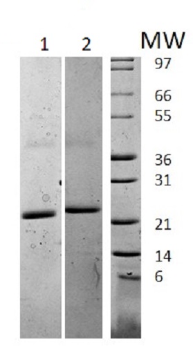 Recombinant mouse IL-6 protein (Active)