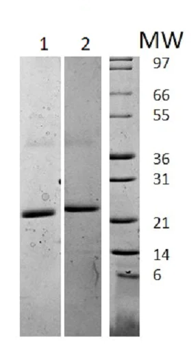 SDS-PAGE - Recombinant mouse IL-6 protein (Active) (AB238300)