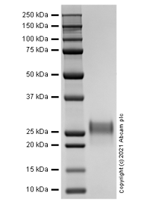 Recombinant Mouse IL-7 protein (Active)