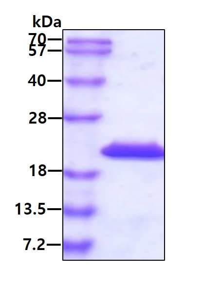 SDS-PAGE - Recombinant Mouse IL36 alpha/IL-1F6 protein (AB207104)