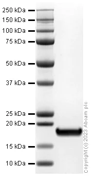 SDS-PAGE - Recombinant Mouse IL36 alpha/IL-1F6 protein (AB310320)