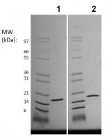 SDS-PAGE - Recombinant Mouse IL36 gamma/IL-1F9 protein (Animal Free) (AB219124), expandable thumbnail