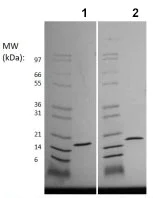 SDS-PAGE - Recombinant Mouse IL36 gamma/IL-1F9 protein (Animal Free) (AB219124)