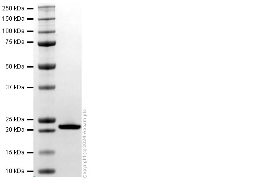 SDS-PAGE - Recombinant Mouse IL36 gamma/IL-1F9 protein (His Tag) (AB318254), expandable thumbnail
