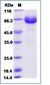 SDS-PAGE - Recombinant Mouse ILT-3 protein (Fc Chimera) (AB277024)